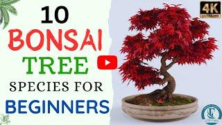 10 Bonsai Trees For Beginners | Bonsai Tree Species.