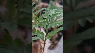 모피를 가진 토끼발 고사리 - 잎 근접 \ Rabbit's Foot Fern with fur - leaves close-up