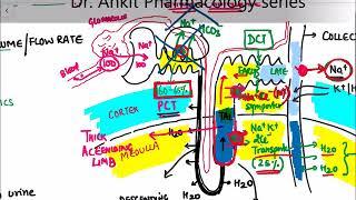 ***Renal system