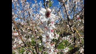 Rundgang im Frühling 2020 durch Paguera