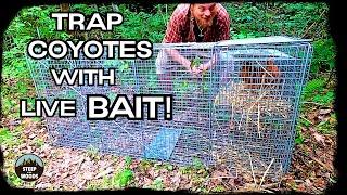 Predator Trapping with Live Bait