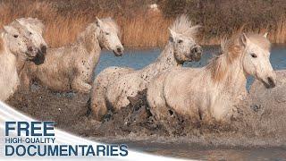 Eagerly awaited by the Animals - The many Faces of Spring in Europe