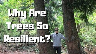 Why Are Trees So Resilient?