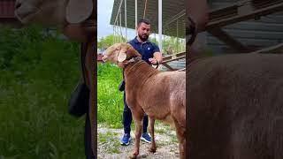 АЙТКАНГА Соз ЖОК  Ойлонбой Чон-чон кой багыныз  Ушундай результат коросуз  #фермер #чарба
