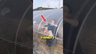 Stealing Vegetables from Greenhouse 