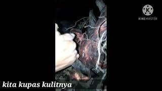 Cara mengatasi akar bonsai Arabika yg membusuk