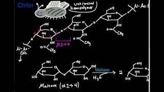 Polysaccharides: Chitin