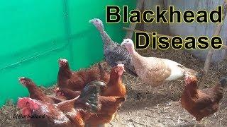 Blackhead Disease, Keeping Turkeys and chickens together.