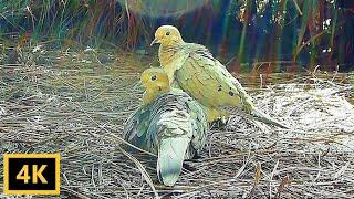 Mourning Dove Couple Behavior