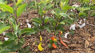 Pro Tips for Successful Apple Bench Grafts.