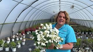 Steady Eddy Viburnum