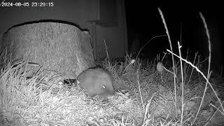 Portable Wildlife CCTV captures hedgehogs and foxes in our garden