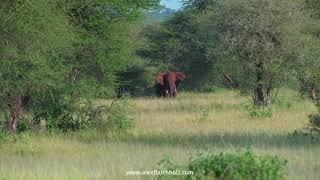 4K Mini Wildlife Moments by Alex F Buchholz: The Red Elephant ~ Tarangire 2020