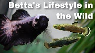 A Betta’s Lifestyle in the Wild