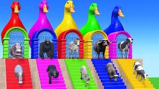 Long Slide Game With Cow Elephant Gorilla Hippopotamus Tiger - 3d Animal Game - Funny 3d Animals