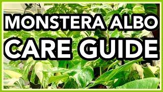 Monstera deliciosa ALBO Variegata COMPLETE Care Guide