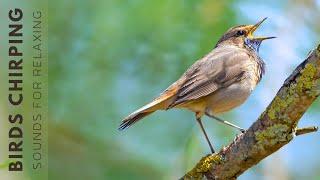 Birds Singing - Bird Sounds Relaxation, Soothing Nature Sounds, Birds Chirping