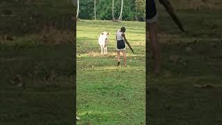Boys Approach a Cow As it Runs Towards Them, Chasing Them Away