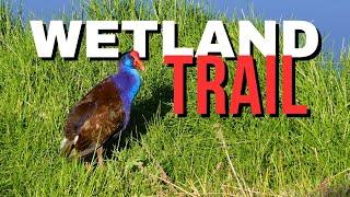 Yanchep National Park Trails - Wetlands Walk Trail and Birdlife Review