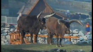 Belgrade zoo - Beo Zoo Vrt - Zooloski vrt grada Beograda 1988.