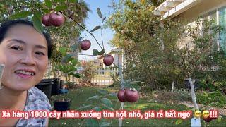 Cách nhận biết sự khác nhau giữa long tím và xuồng tím