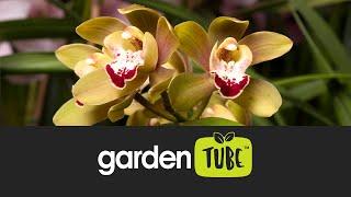 Dividing and Repotting a Cymbidium