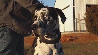 Rocco the great dane grows following through a dog's point of view