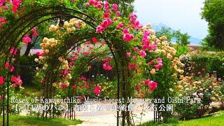 【Kawaguchiko's famous places for roses】Music Forest Museum, Oishi Park