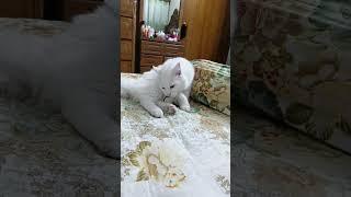 Cute Cat Videos | Cat Queen Elisha - 4 | #cat #cutecat