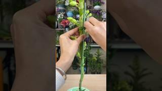 Best step by step learning tutorial grafting your own orchid plant with simple techniques #orchid