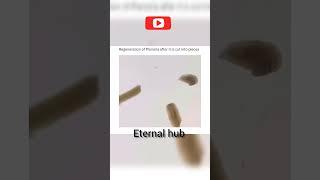 regeneration of Planaria ||ETERNAL HUB|| #shorts #eternalhub #sciencehub #12thclass #biology #VIRAL