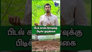 முருங்கை எனும் மிராகில் மரம் - Surya Balaji | Drumstick cultivation in tamil #moringa #agriculture