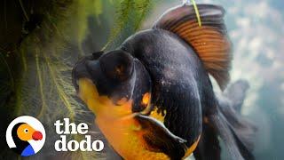 Woman Rescues 10-Year-Old Fish And Can't Believe Her Eyes When He Transforms | The Dodo