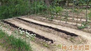 准备在后院种点过冬的蔬菜！Plant some vegetables survived during the winter in the backyard.