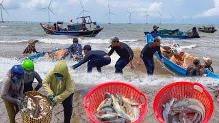 Vừa Run Vừa Thương Ngày Gió Ghe Đưa Hải Sản Vô Ba Động Trà Vinh║Cá Úc Câu Về Chợ Duyên Hải