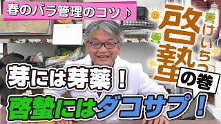 【バラの育て方】春のバラ管理のコツ芽には芽薬！啓蟄にはダコサプ！の巻（2022年3月4日）