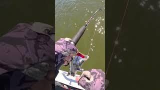 Trying to catch Redfin Perch #fishing #freshwaterfishing