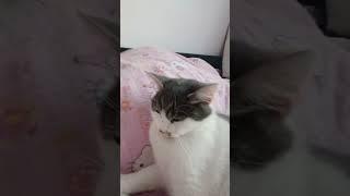 Pisici amuzante #fypシ #foryoupage #viral #shorts #cats #pisici #foryou #fypシ #love #fypシ #shorts