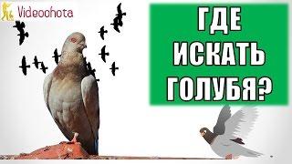 Где искать голубя на охоте? Videoohota