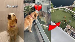 My Golden Retriever saw her boyfriend with another dog! | Pawbrey