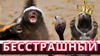 САМЫЙ БЕССТРАШНЫЙ ЗВЕРЬ В МИРЕ - МЕДОЕД!