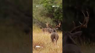 Texas Country. Texas Whitetail. Name a better combo...#whitetaildeer #hunting #whitetailseason