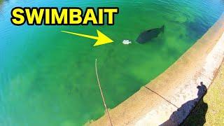 HUGE SWIMBAIT for CLEAR WATER POND MONSTERS!!