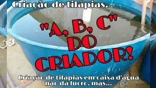 Por que criar peixe em caixa d'água se não dá lucro? Criação de tilápias