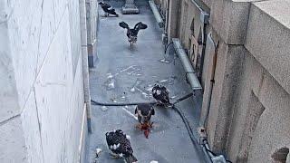 Cal Falcons: Annie runs laps  around Campanile to feed chicks  2024 May 27