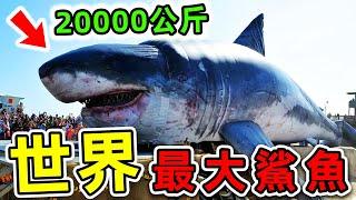 全世界最大的10條超級鯊魚！第一名體重超過20000公斤，比大白鯊還大20倍，把鯨魚當食物吃！|#世界之最top #世界之最 #出類拔萃 #腦洞大開 #top10 #最大鯊魚