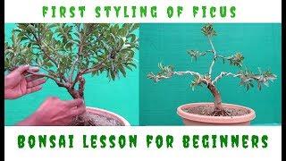 First Styling of a Ficus Bonsai/Lesson for Beginners/OVD