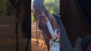 Petting horse #horseriding #horselover #pet #horsehair #mozambique #shorts #animalshorts a#kindness