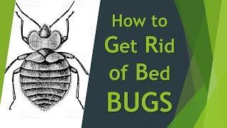 How to Get Rid of Bed Bugs Forever - 4 Easy Steps