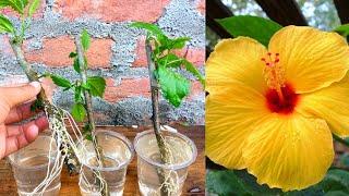 How to Grow Hibiscus in water easy and simple way | Hibiscus Propagation